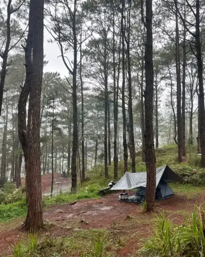 Forest Camp in the Pines